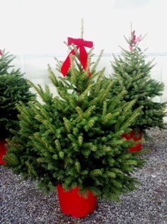 potted living christmas trees town and country gardens potted living christmas trees town and country gardens
